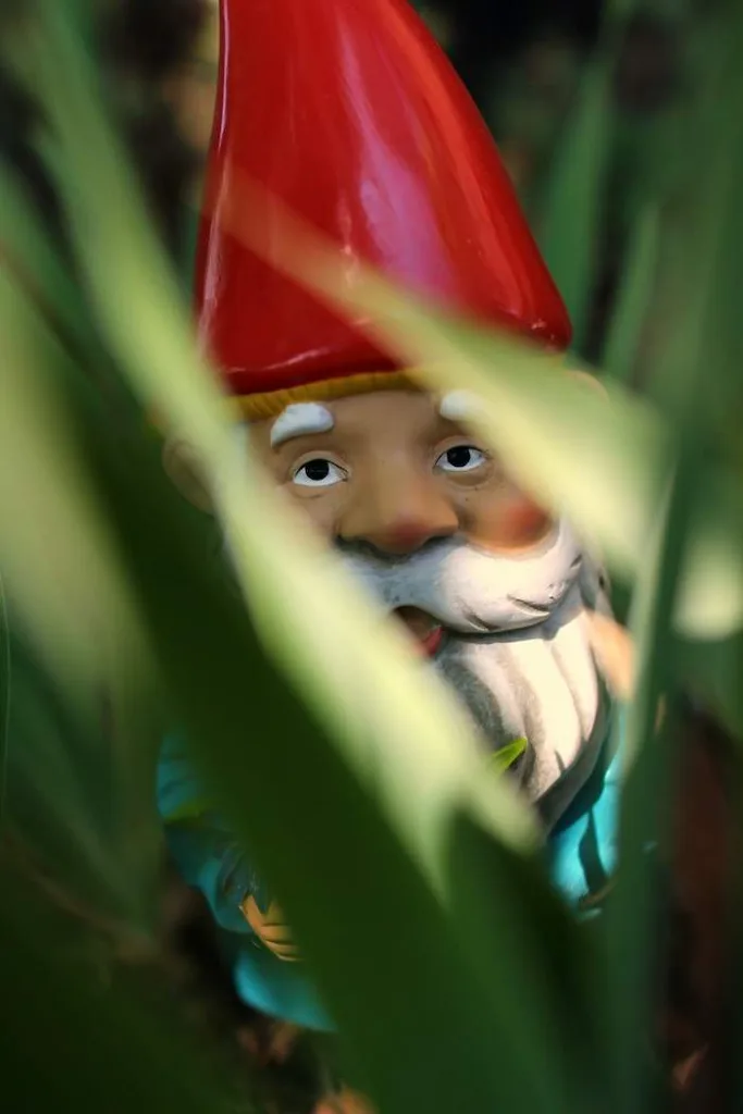 gnome hiding behind the bushes