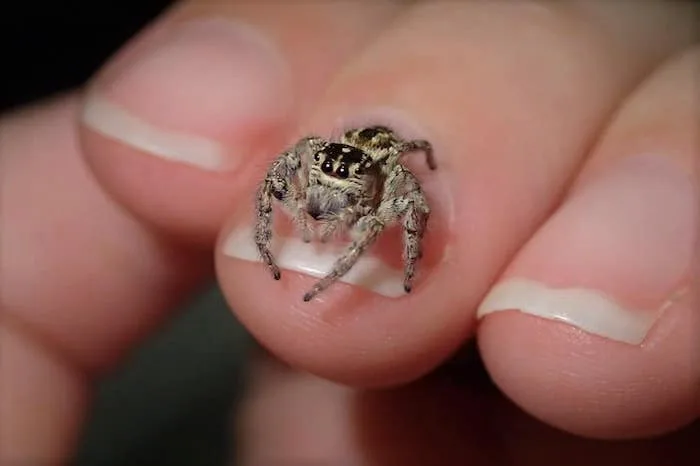 tiny spider sitting on a human's fingernail