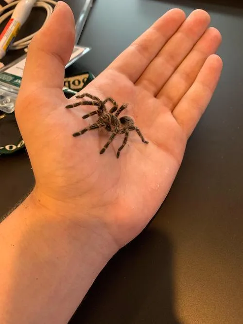 holding a pet spider on a desk